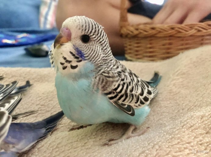 Волнистый попугай 2ф спенгл