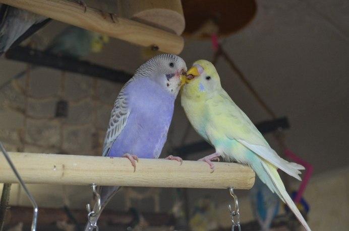 Новорожденные волнистые попугаи