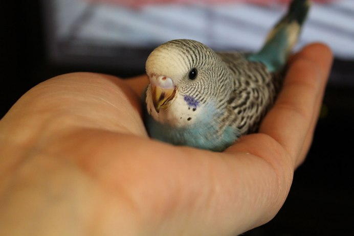 Птенцы волнистых попугаев