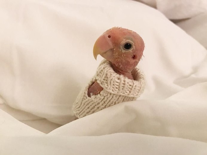 Птенчик волнистого попугая