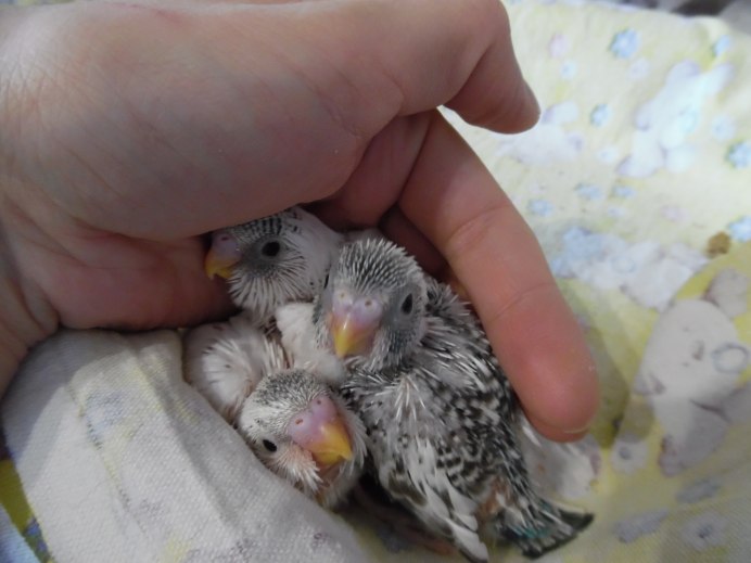 Птенцы волнистых попугаев