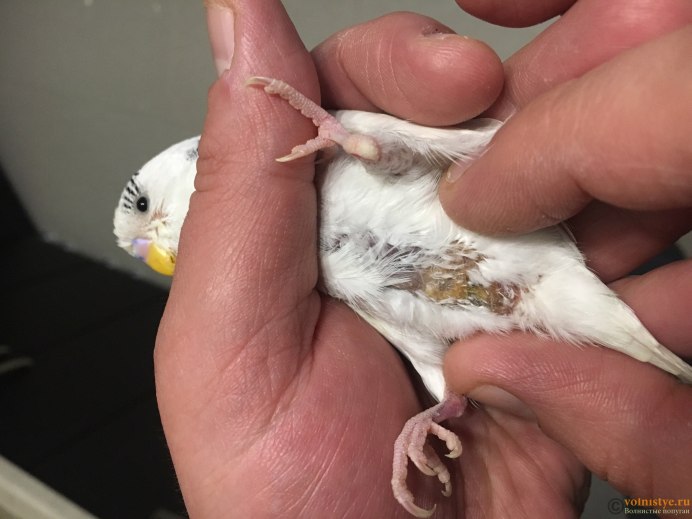 Малыши волнистики