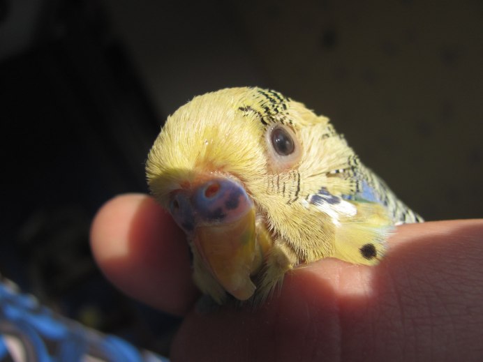 Какаду попугай детеныш