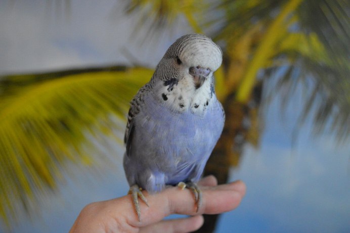 Неоперившийся птенец волнистого попугая