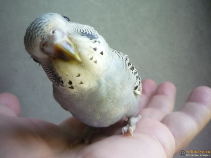 Белый волнистый попугай мальчик