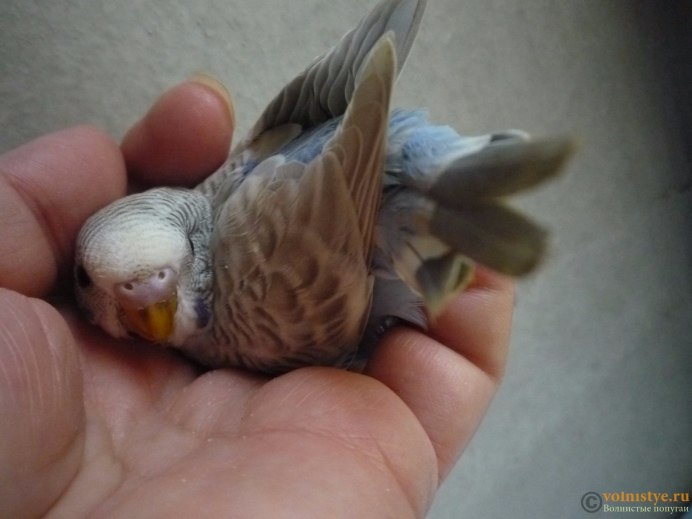 Вылупление птенцов у волнистых попугаев