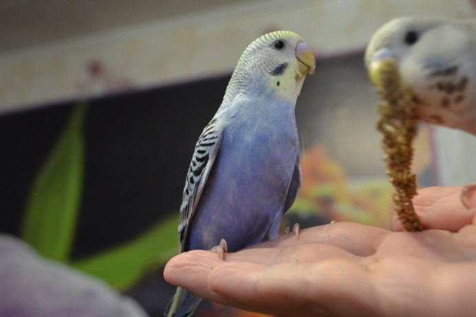 Волнистый попугай розовый