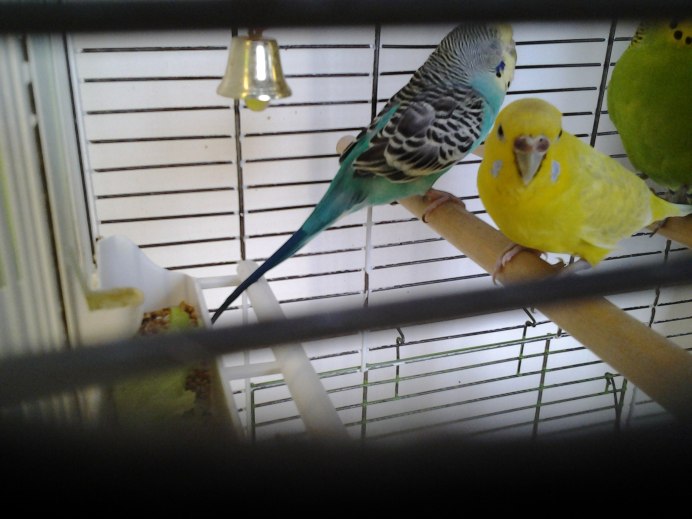 Птенчик волнистого попугая