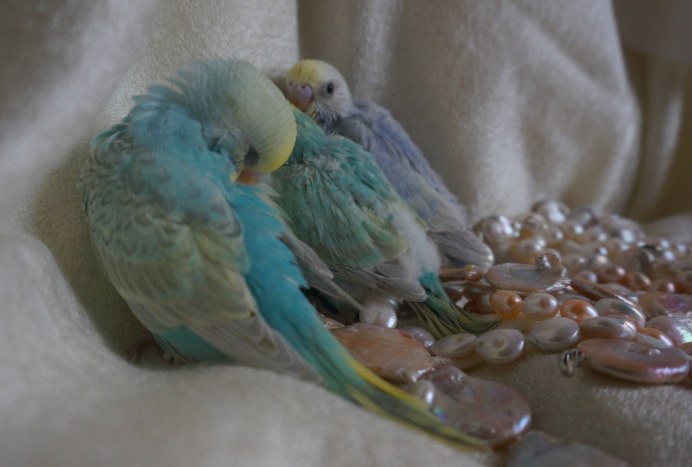 Новорожденный волнистый попугайчик