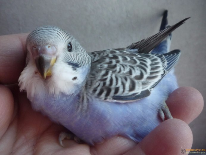 Волнистый попугай и человек