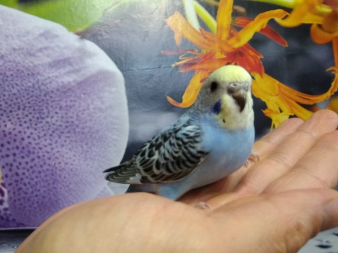 Детеныши волнистых попугайчиков