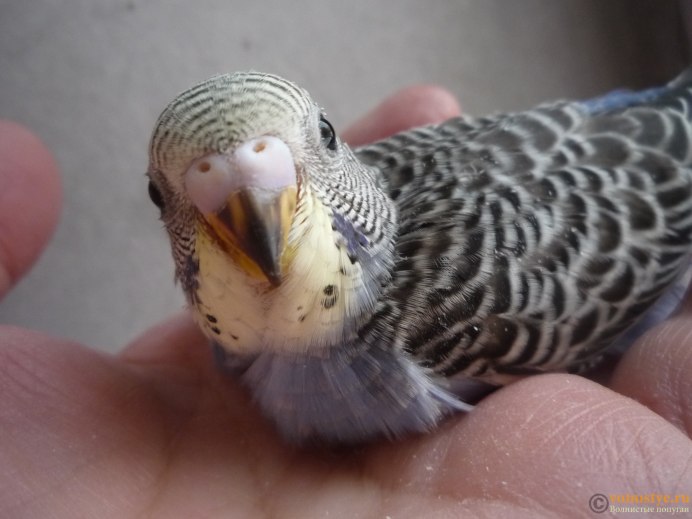 Птенец волнистого попугая 2 месяца