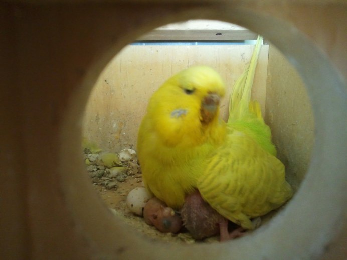 Волнистый попугайчик птенчики