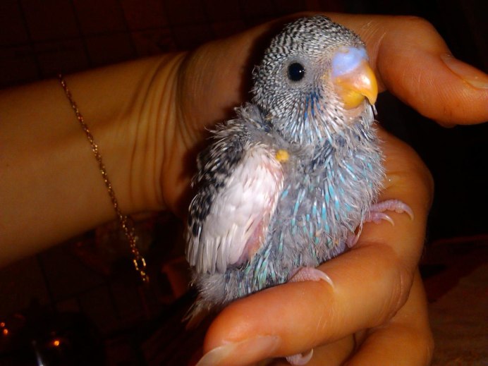 Птенцы попугаев волнистиков