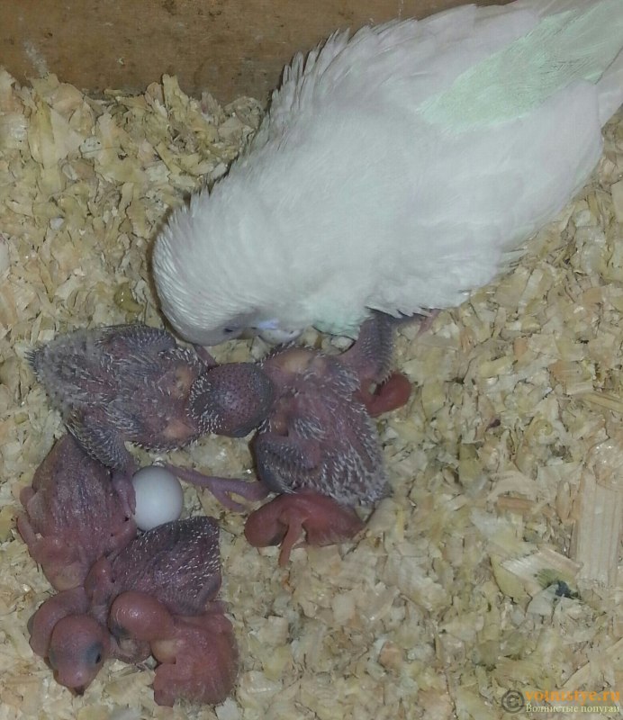 Новорожденный волнистый попугай