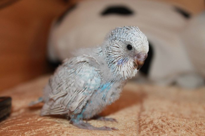 Новорожденные волнистые попугаи