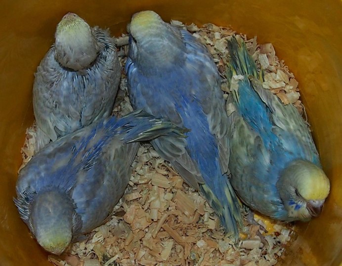 Заводчики волнистых попугаев птенчиков