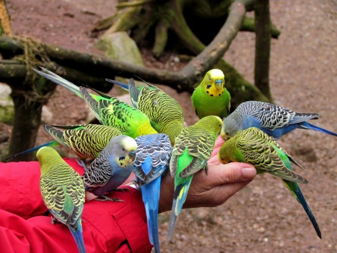 Новорожденные попугайчики волнистые