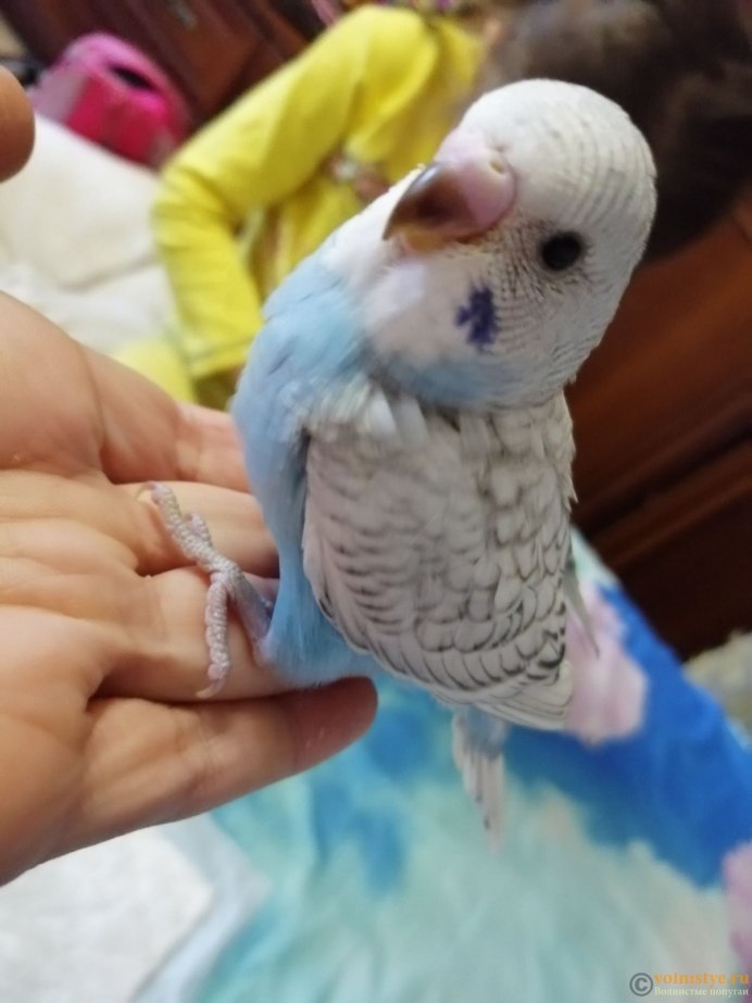 Маленькие волнистые попугаи птенцы