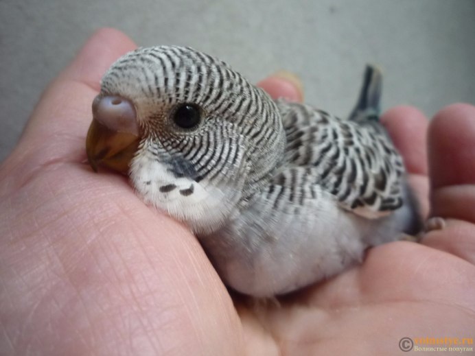 Новорождённые попугайчики волнистые