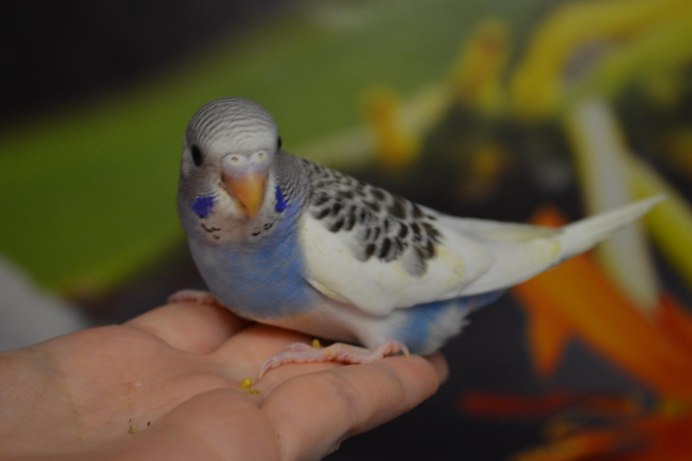 Волнистые попугайчики птенцы