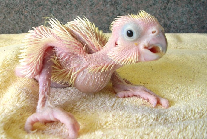 Рождение попугайчиков волнистых