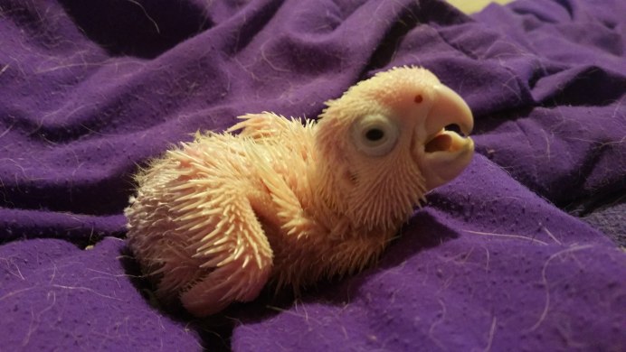 Птенцы попугаев волнистиков