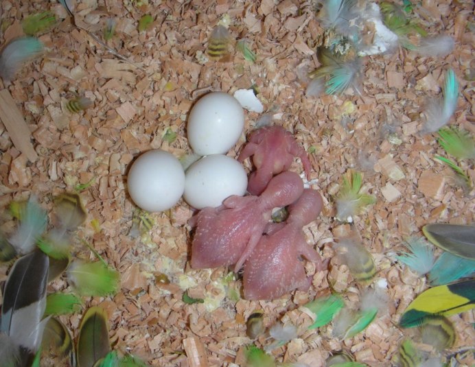 Птенец волнистого попугая 3 месяца