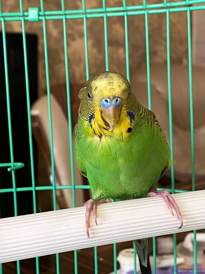Melopsittacus undulatus