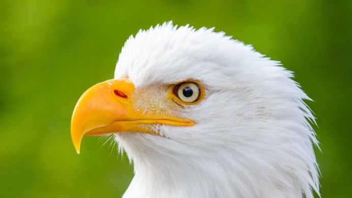 Белый орёл Eagle