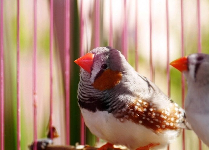 Зелёная джунглевая курица
