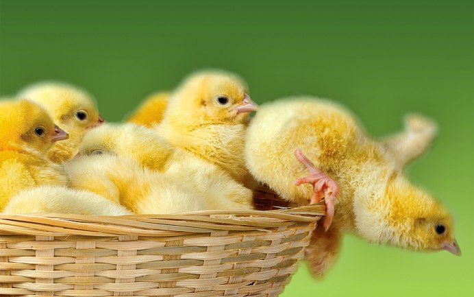 Курица с цыплятами