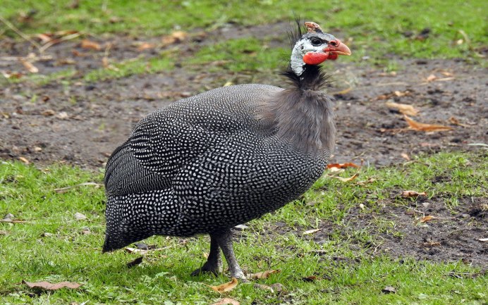 Вестфальский Тотлегер порода кур