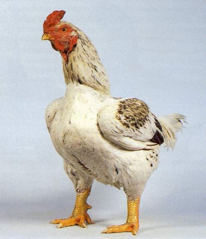 Орпингтон ситцевый