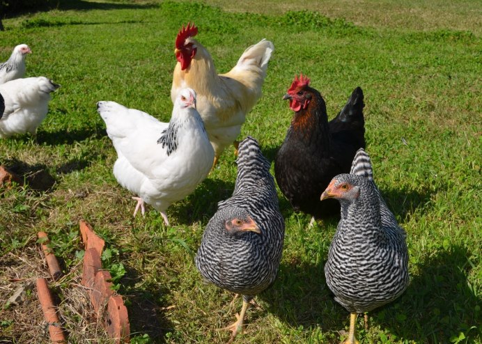 Несушка Доминант gs459