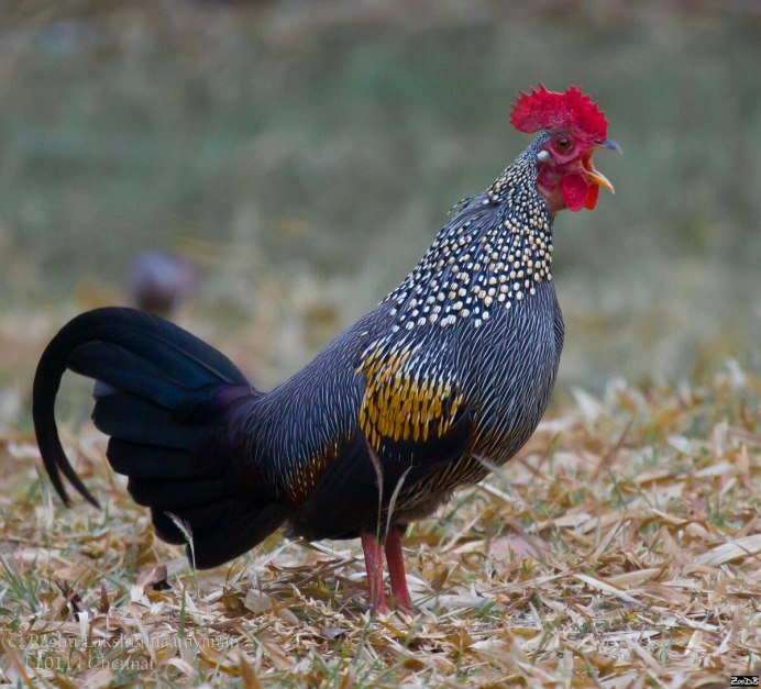 Молодая курица