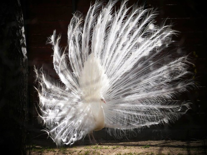 Декоративные куры несушки