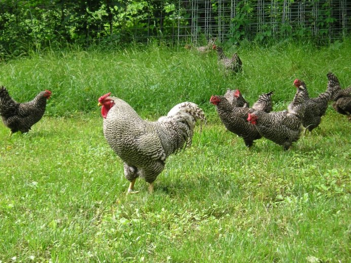 Фазановые Курообразные