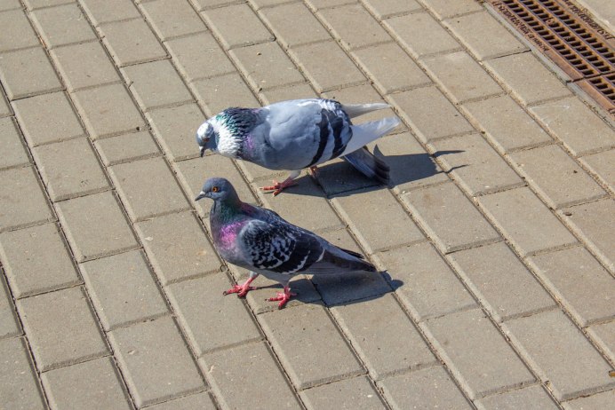 Голуби воркуют