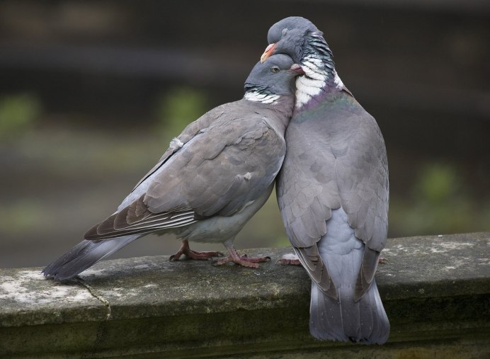 Columba Livia