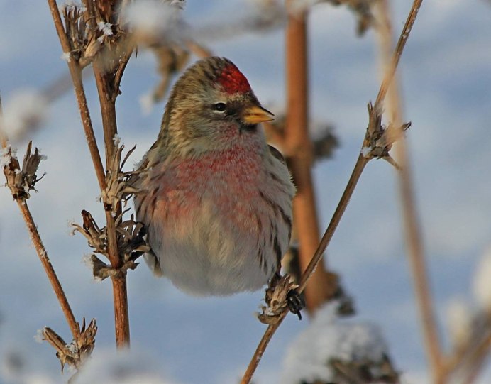 Acanthis flammea Вьюрковые