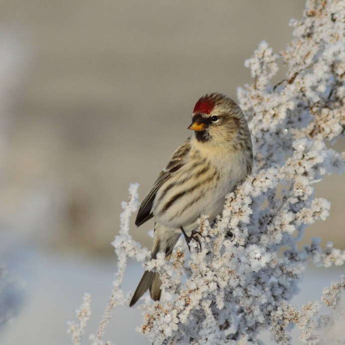 Птицы Канады Redpoll
