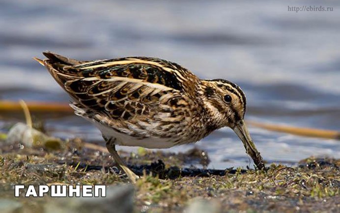 Кулик Лесной птица