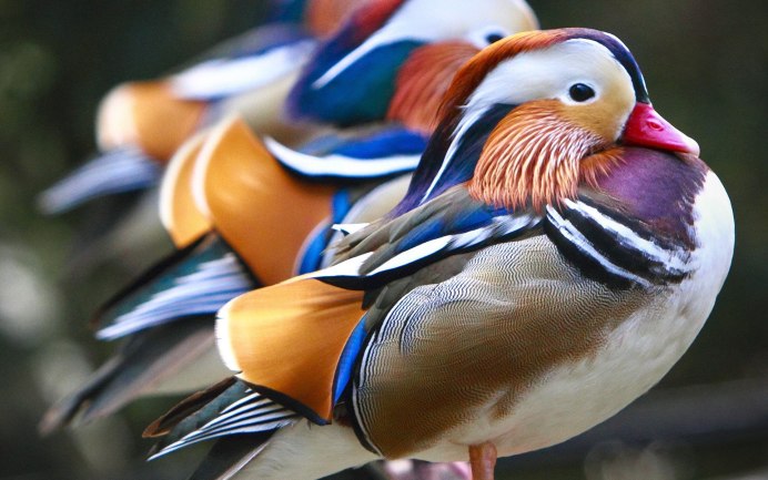 Амазонский мухоед