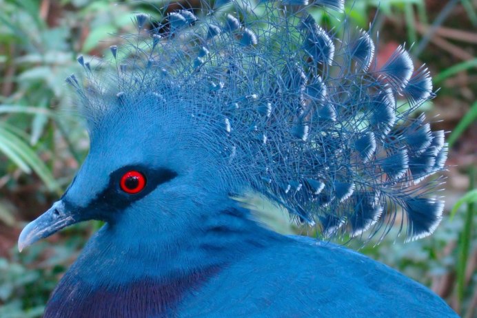 Борнейский павлиний фазан