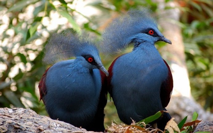 Каштановогрудый венценосный голубь