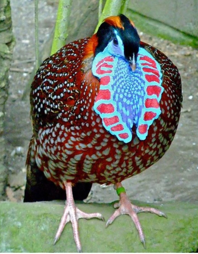 Красноносый Зимородок