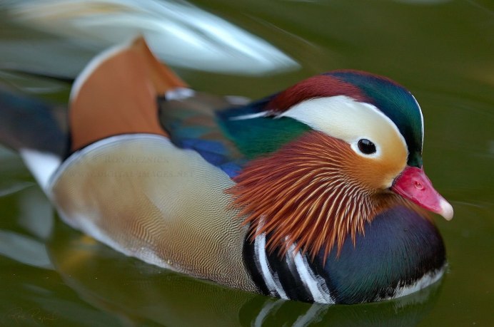 Утка Мандаринка ареал