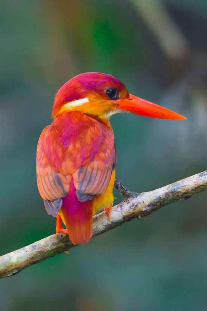 Синеголовый Удод