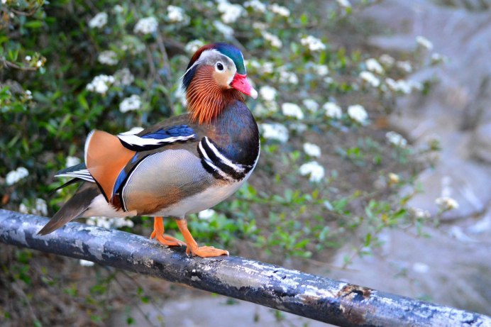 Яркие птицы